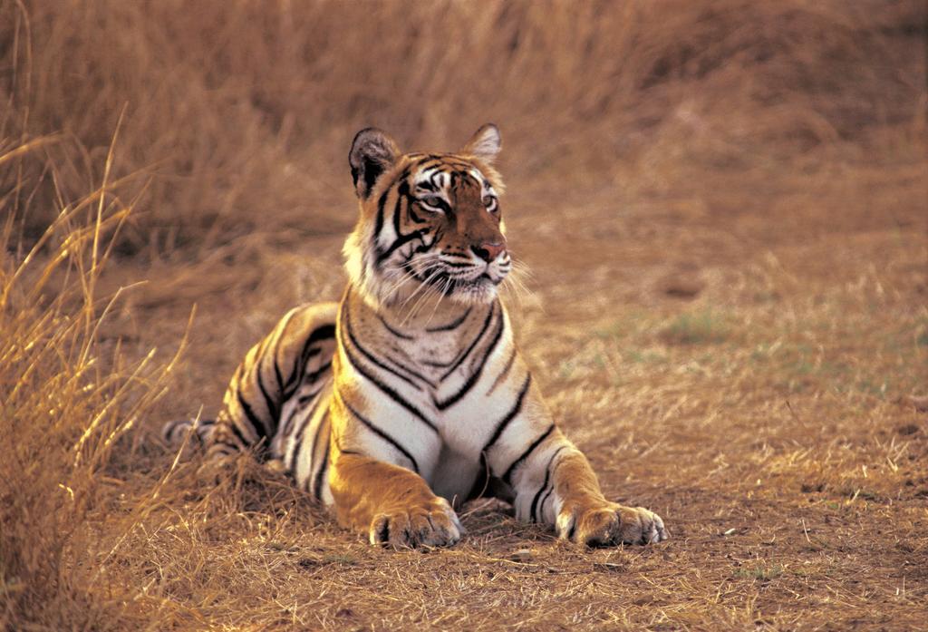 The Oberoi Vanyavilas Wildlife Resort, Ranthambhore Савай Мадхопур Екстериор снимка