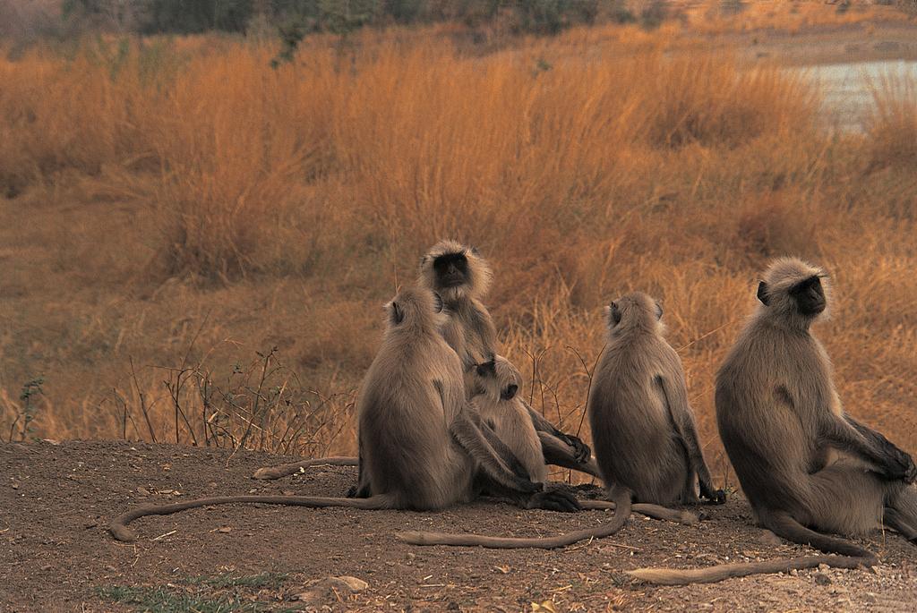 The Oberoi Vanyavilas Wildlife Resort, Ranthambhore Савай Мадхопур Екстериор снимка