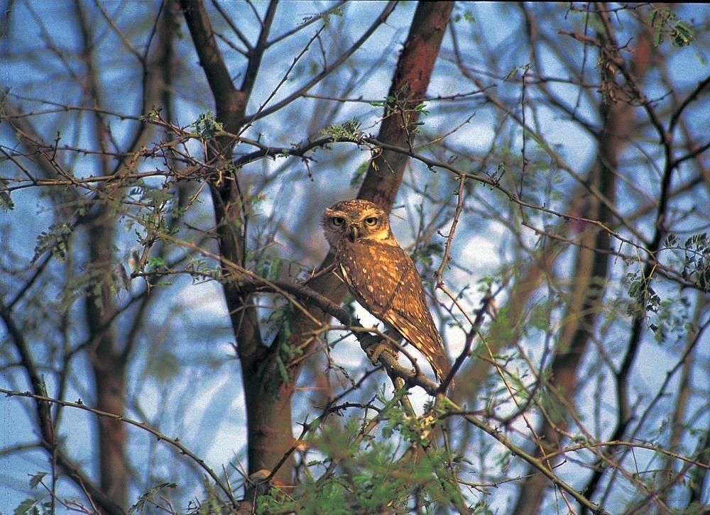 The Oberoi Vanyavilas Wildlife Resort, Ranthambhore Савай Мадхопур Екстериор снимка